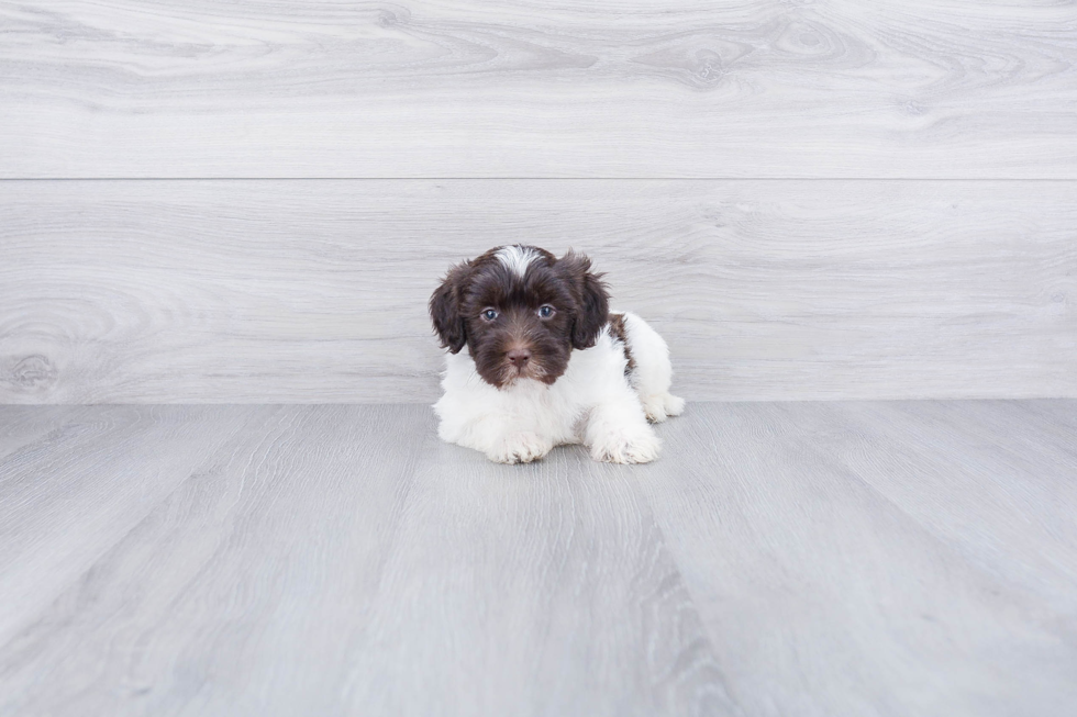 Mini Labradoodle Pup Being Cute