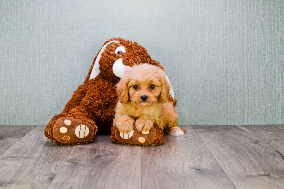 Popular Cavapoo Poodle Mix Pup