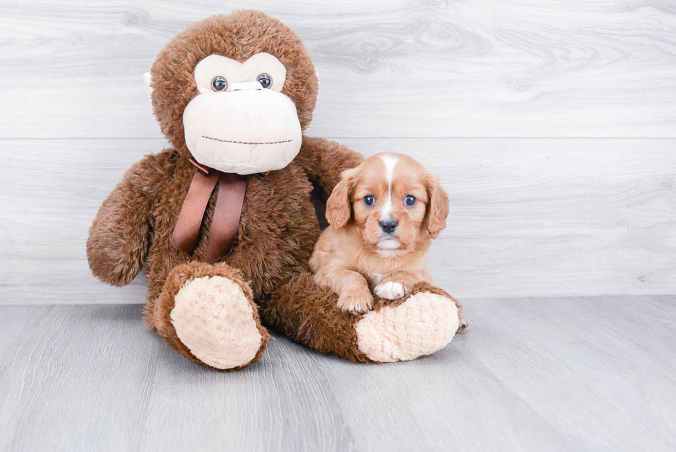 Smart Cavalier King Charles Spaniel Purebred Puppy