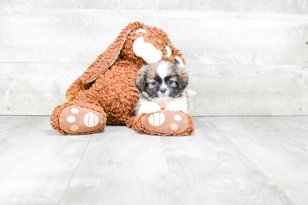 Energetic Shichon Designer Puppy