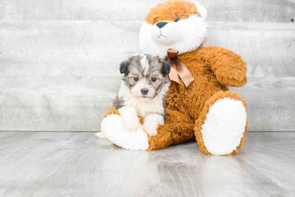 Havanese Puppy for Adoption