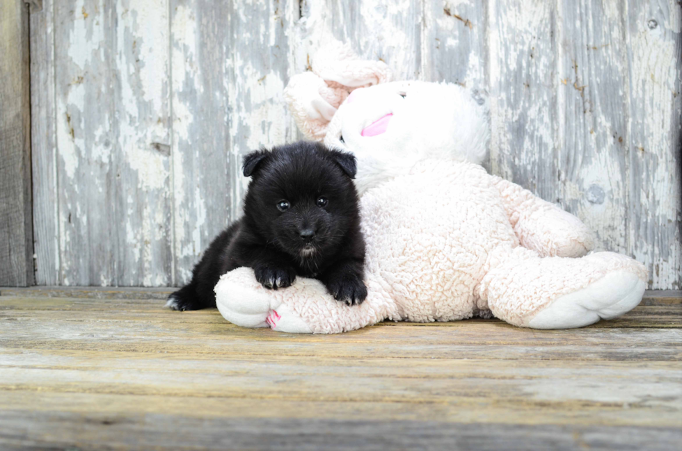 Hypoallergenic Mini Husky Designer Puppy