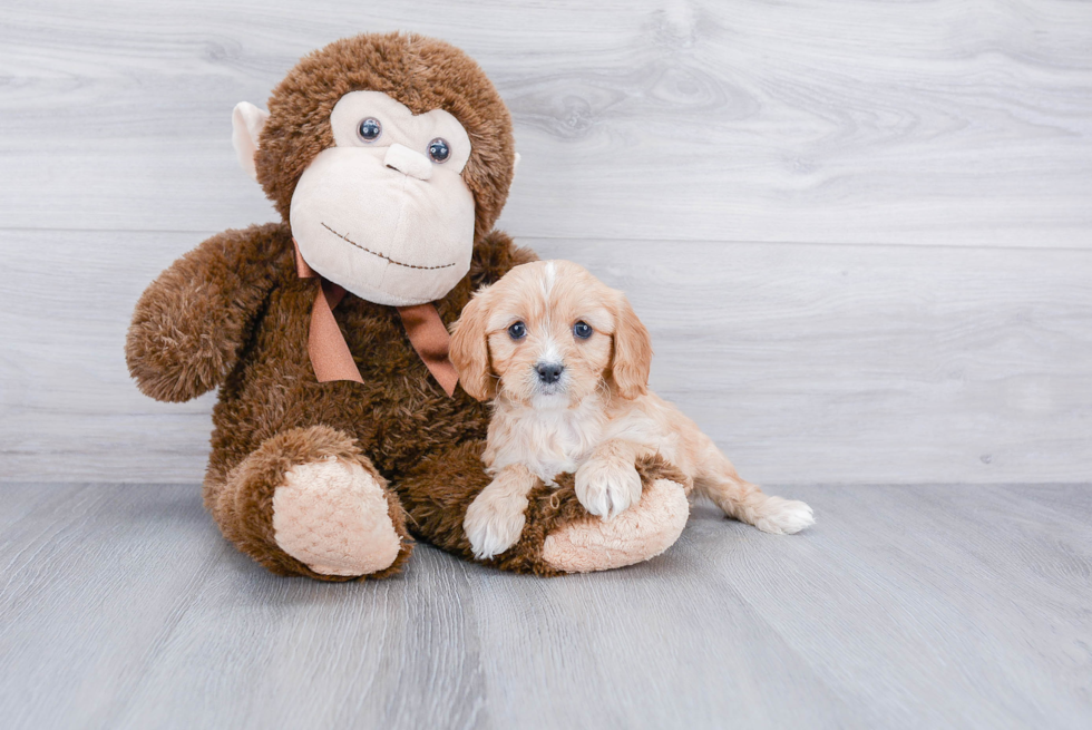 Cavapoo Pup Being Cute