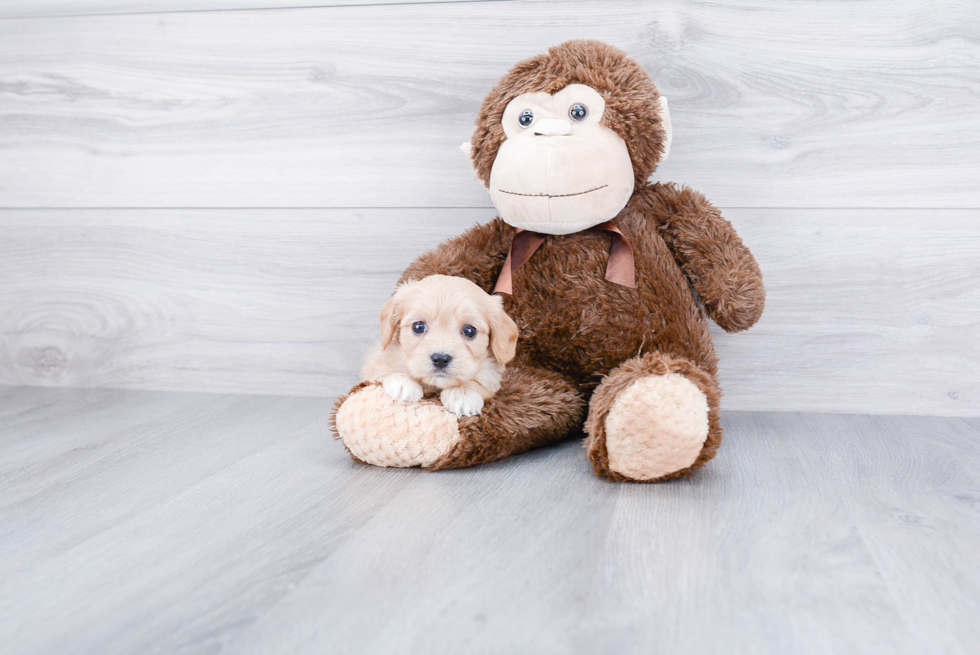 Sweet Cavachon Baby