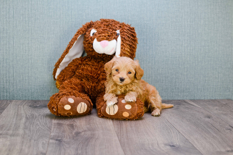 Fluffy Mini Goldendoodle Poodle Mix Pup