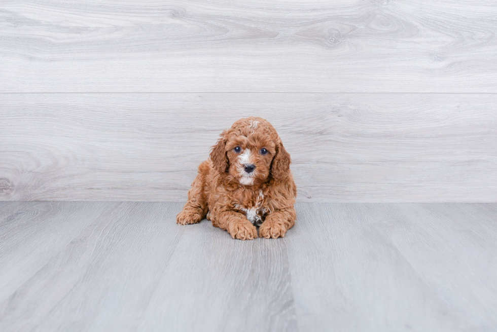 Sweet Cavapoo Baby