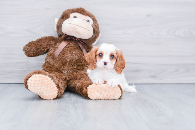 Cavalier King Charles Spaniel Pup Being Cute
