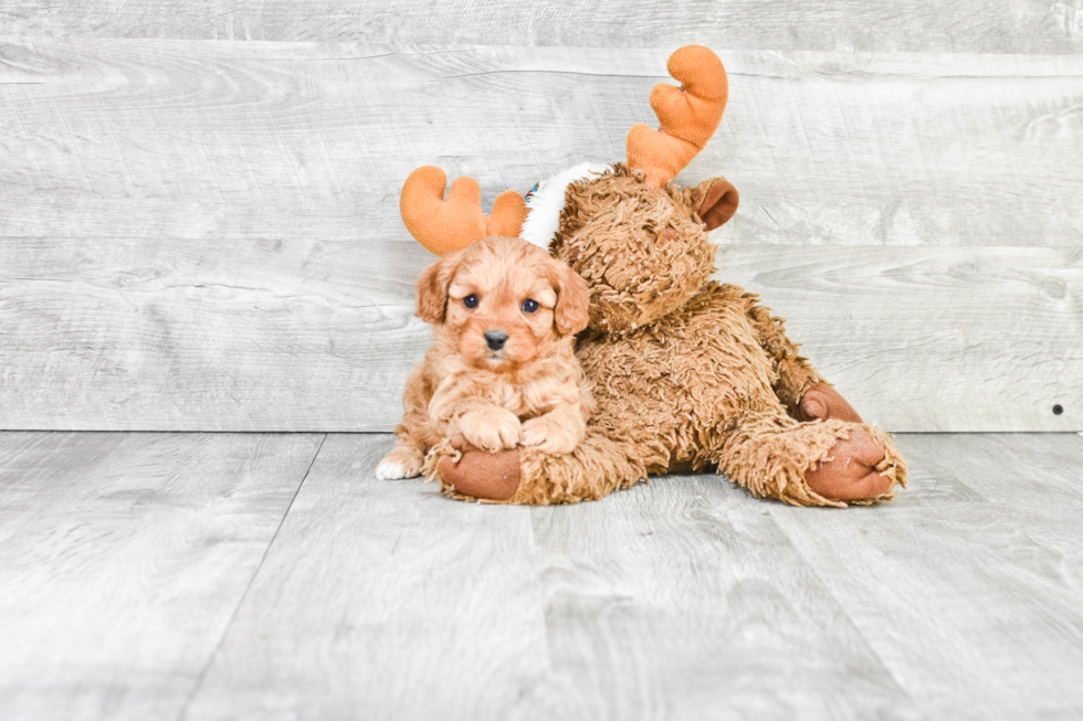 Fluffy Cavapoo Poodle Mix Pup