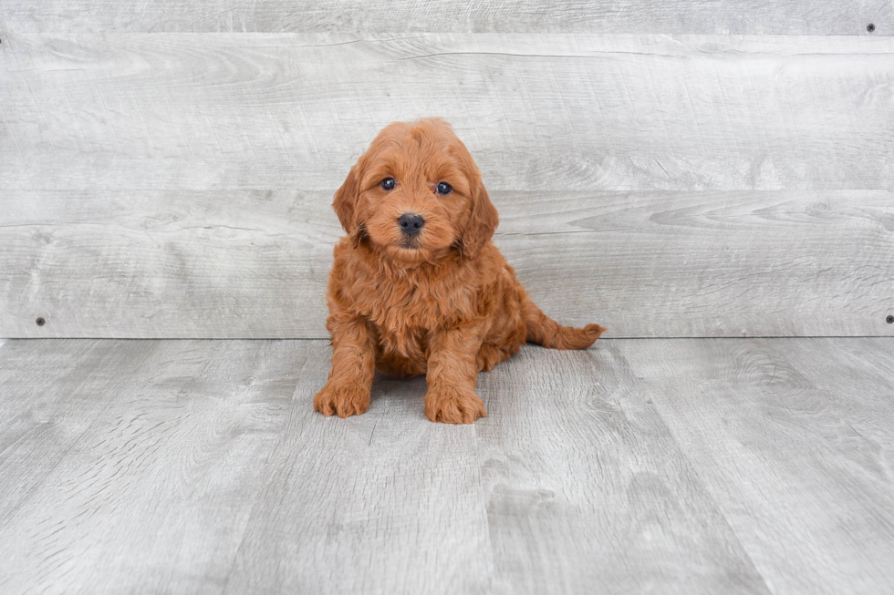 Petite Mini Goldendoodle Poodle Mix Pup