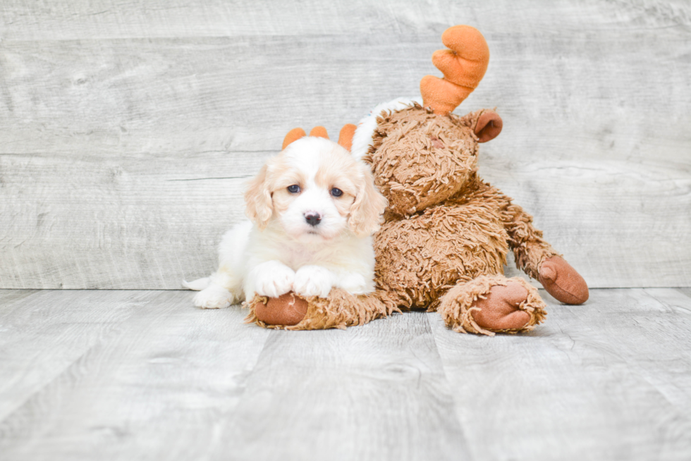 Cavachon Pup Being Cute