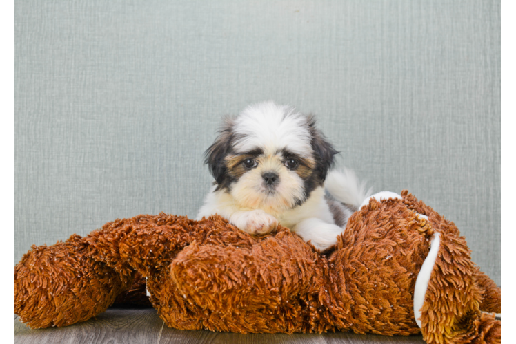 Teddy Bear Puppy for Adoption