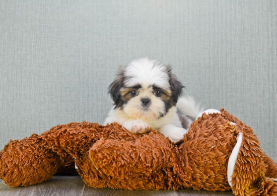 Teddy Bear Puppy for Adoption