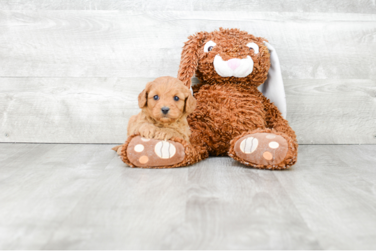 Friendly Cavapoo Baby