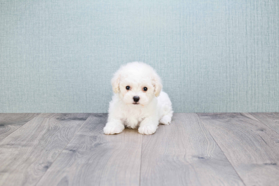 Best Maltipoo Baby