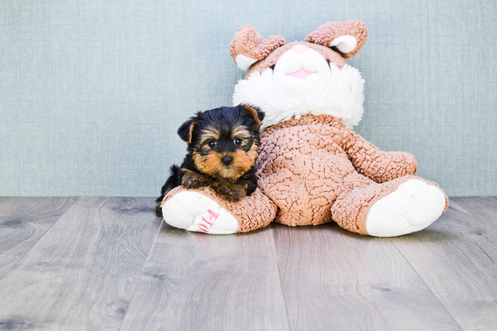 Meet Izzie - our Yorkshire Terrier Puppy Photo 