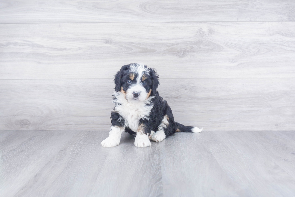 Best Mini Bernedoodle Baby