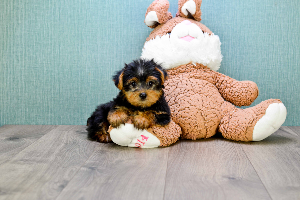 Meet Timmy - our Yorkshire Terrier Puppy Photo 