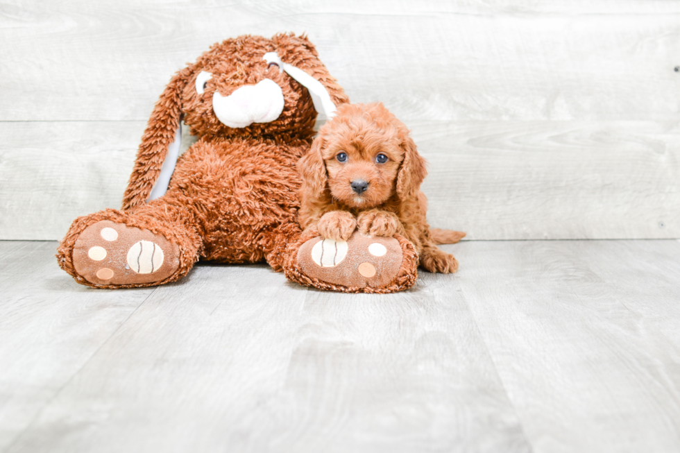 Small Cavapoo Baby