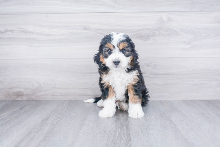 Mini Bernedoodle Pup Being Cute