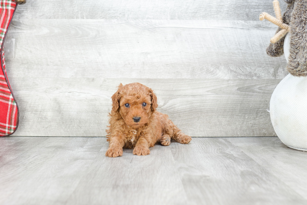 Funny Cavapoo Poodle Mix Pup