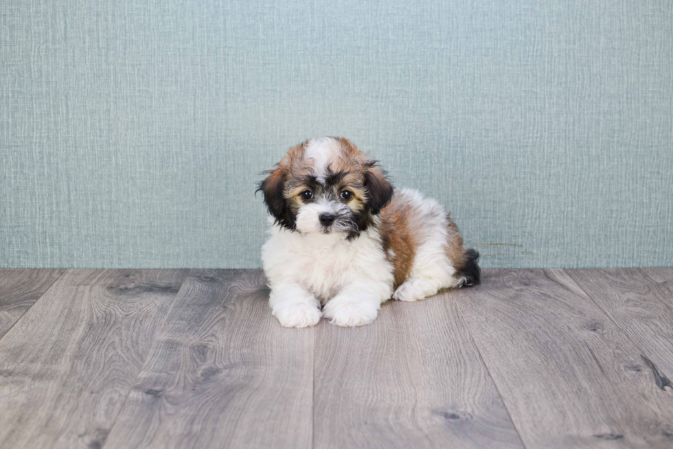 Smart Havanese Purebred Puppy