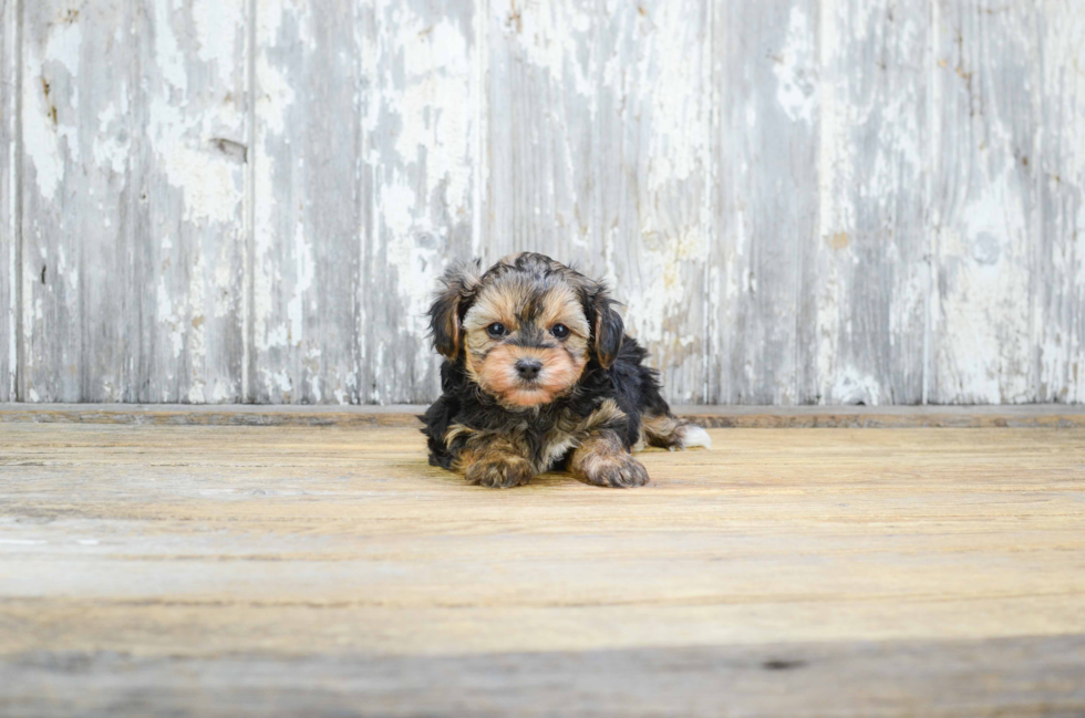 Yorkie Poo Puppy for Adoption