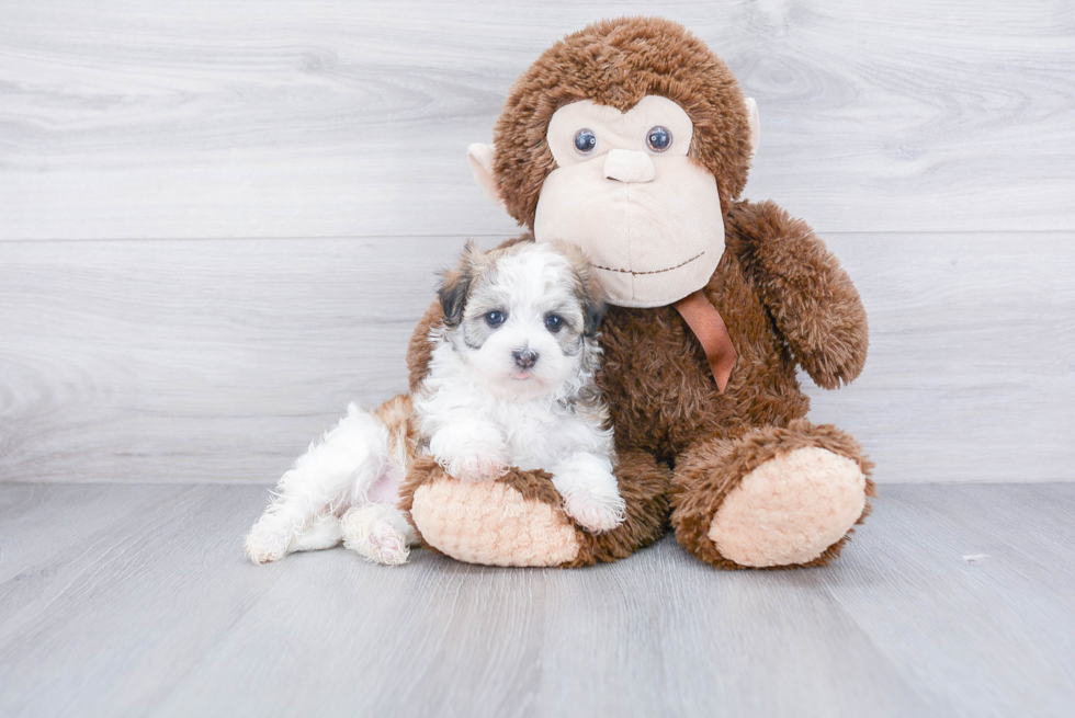 Best Havanese Baby