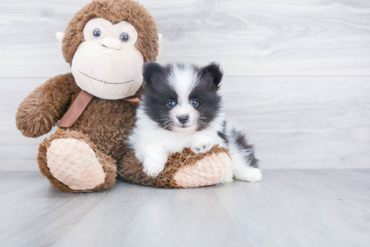 Playful Pomeranian Baby