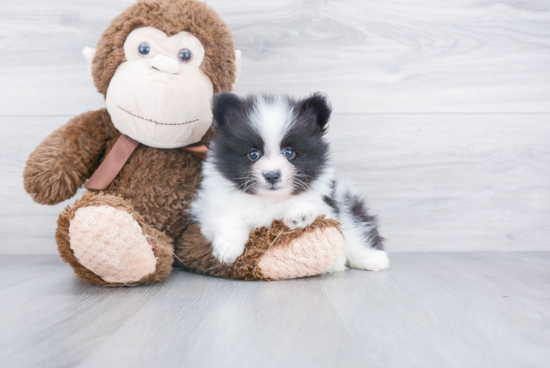 Playful Pomeranian Baby