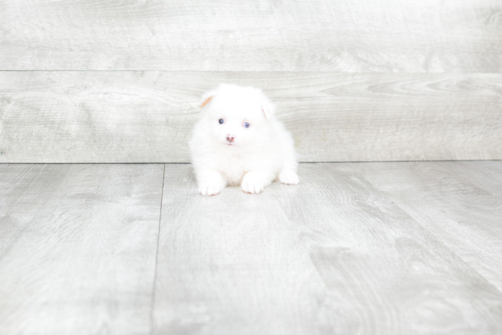 Sweet Pomeranian Purebred Puppy