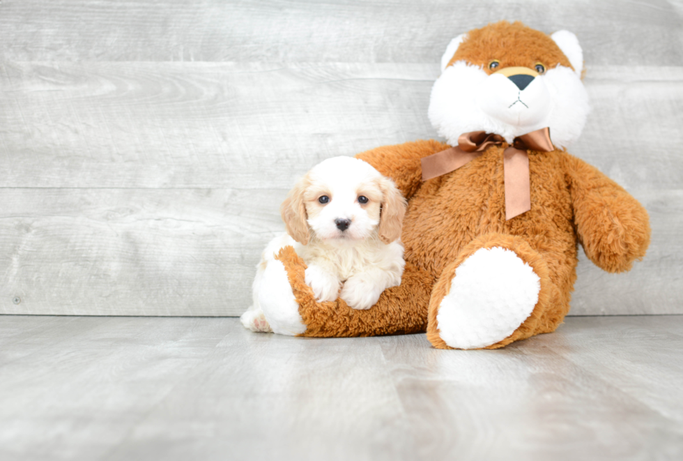 Energetic Cavoodle Poodle Mix Puppy