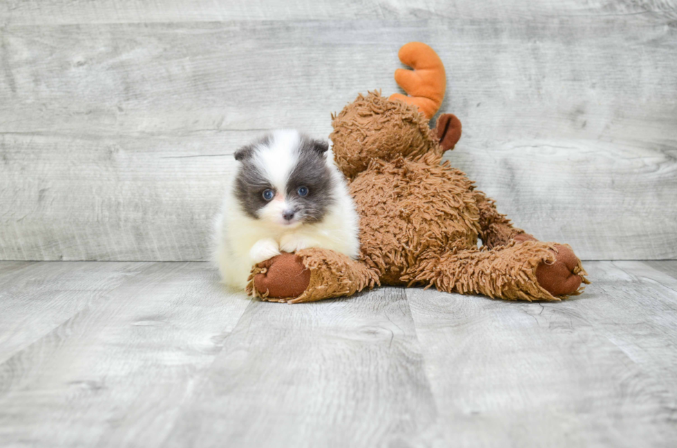 Smart Pomeranian Purebred Puppy