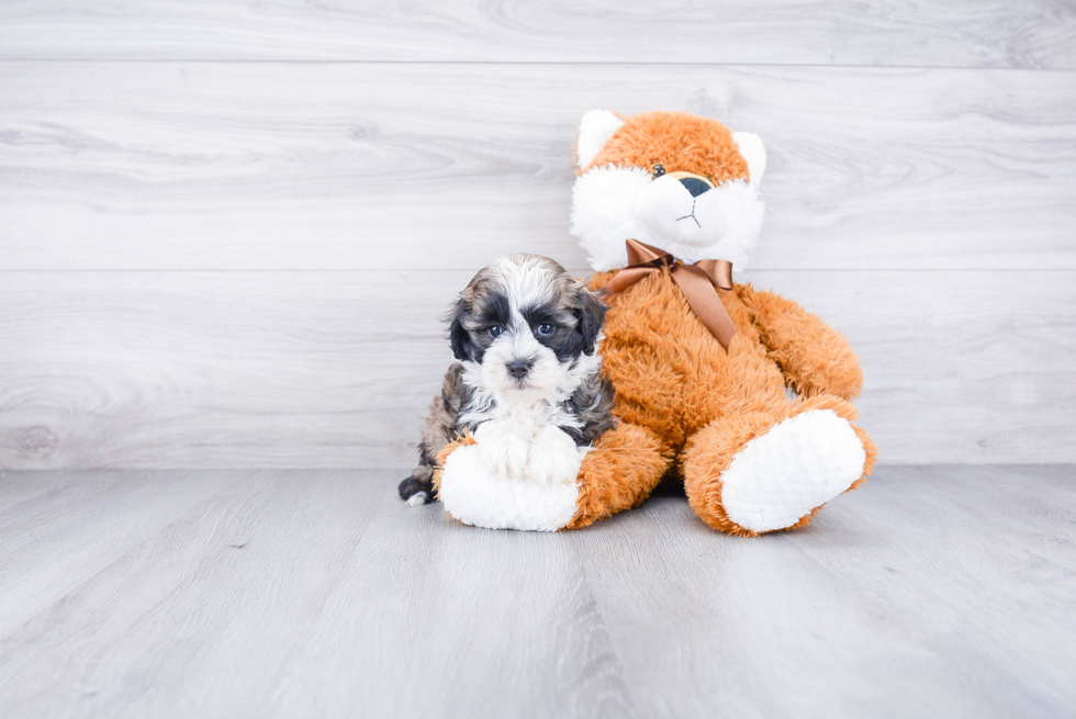 Energetic Havanese Purebred Puppy