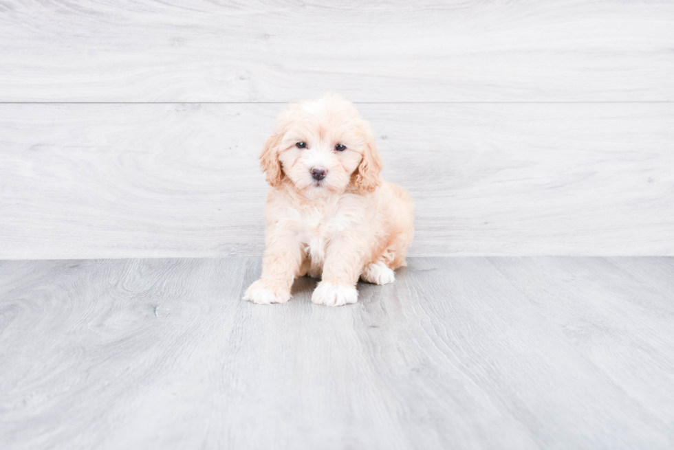 Playful Golden Retriever Poodle Mix Puppy