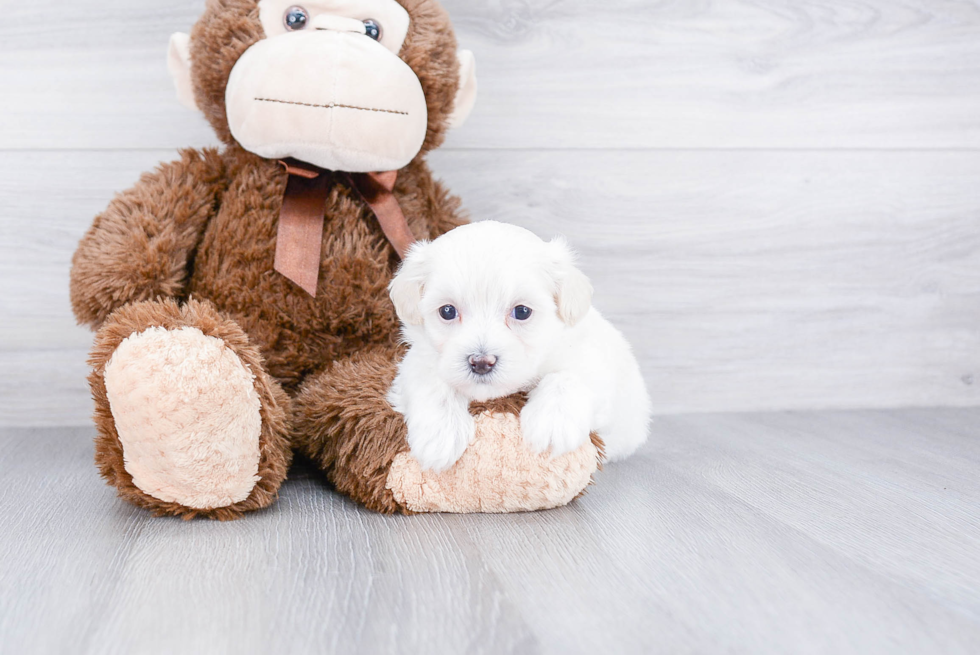 Popular Maltipoo Poodle Mix Pup