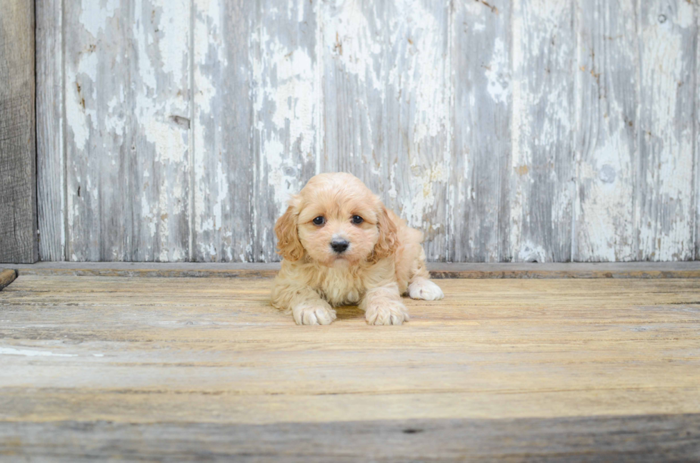 Cavachon Puppy for Adoption