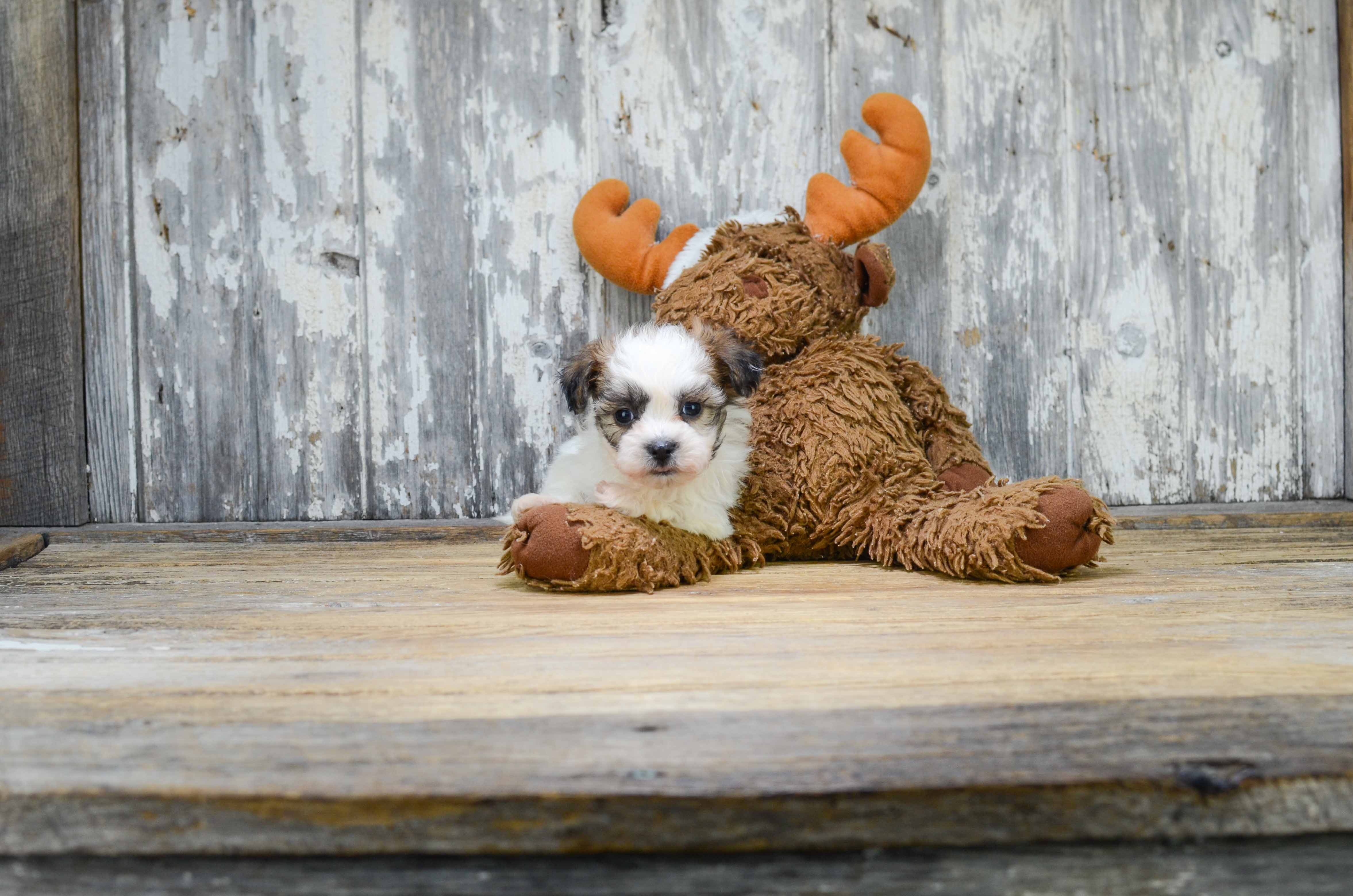Playful Shichon Designer Puppy