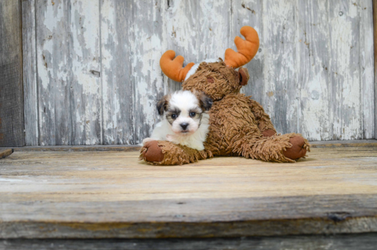 Playful Shichon Designer Puppy