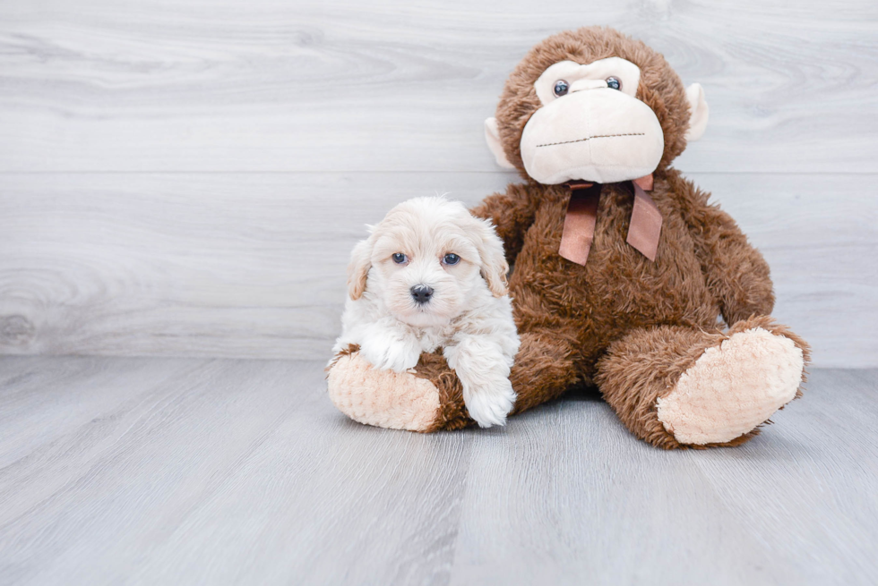 Hypoallergenic Maltese Poodle Poodle Mix Puppy