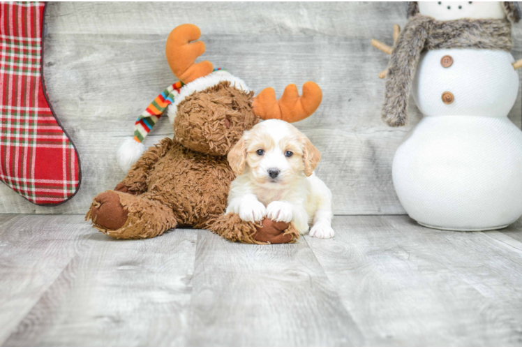 Smart Cavachon Designer Pup