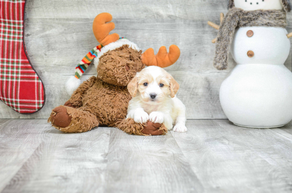Smart Cavachon Designer Pup