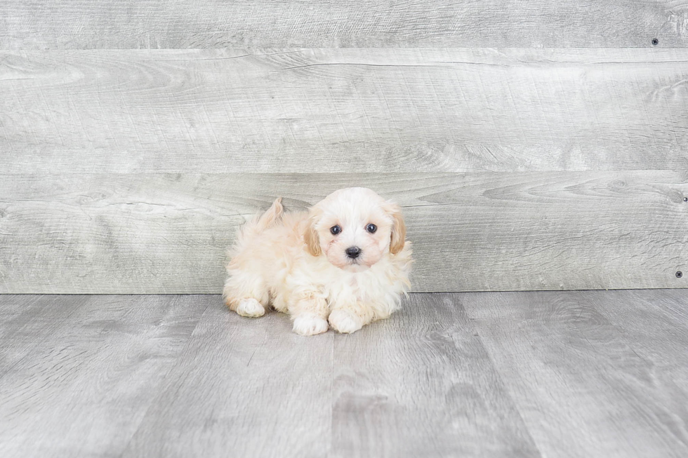 Petite Maltipoo Poodle Mix Pup