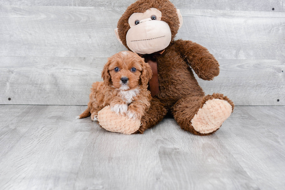 Smart Cavapoo Poodle Mix Pup