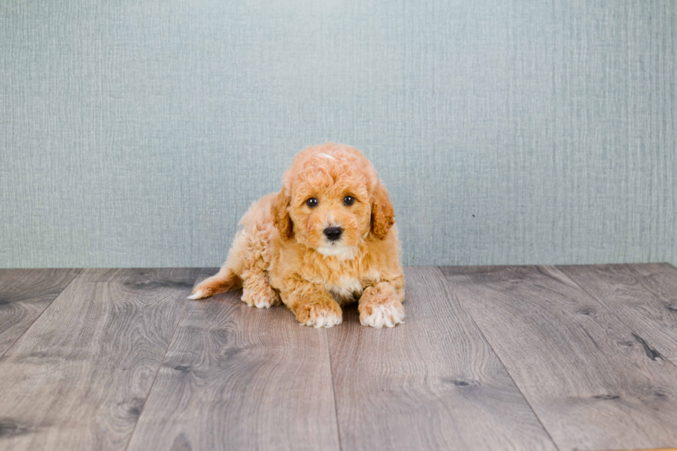 Happy Mini Goldendoodle Baby