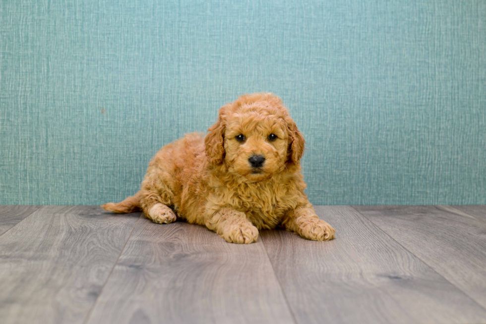 Playful Golden Retriever Poodle Mix Puppy