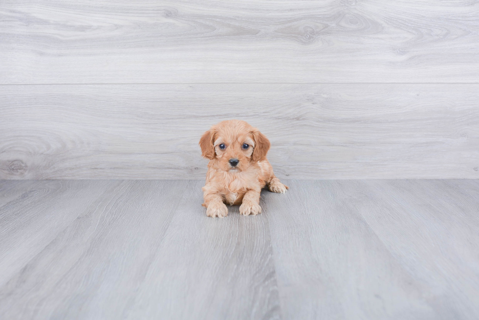 Best Cavapoo Baby