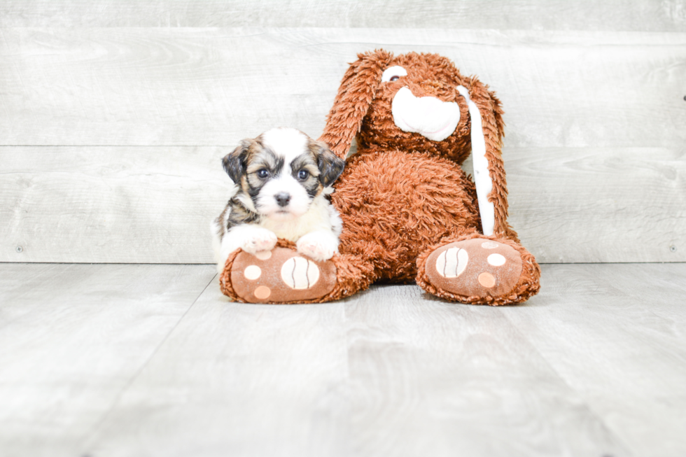 Teddy Bear Pup Being Cute