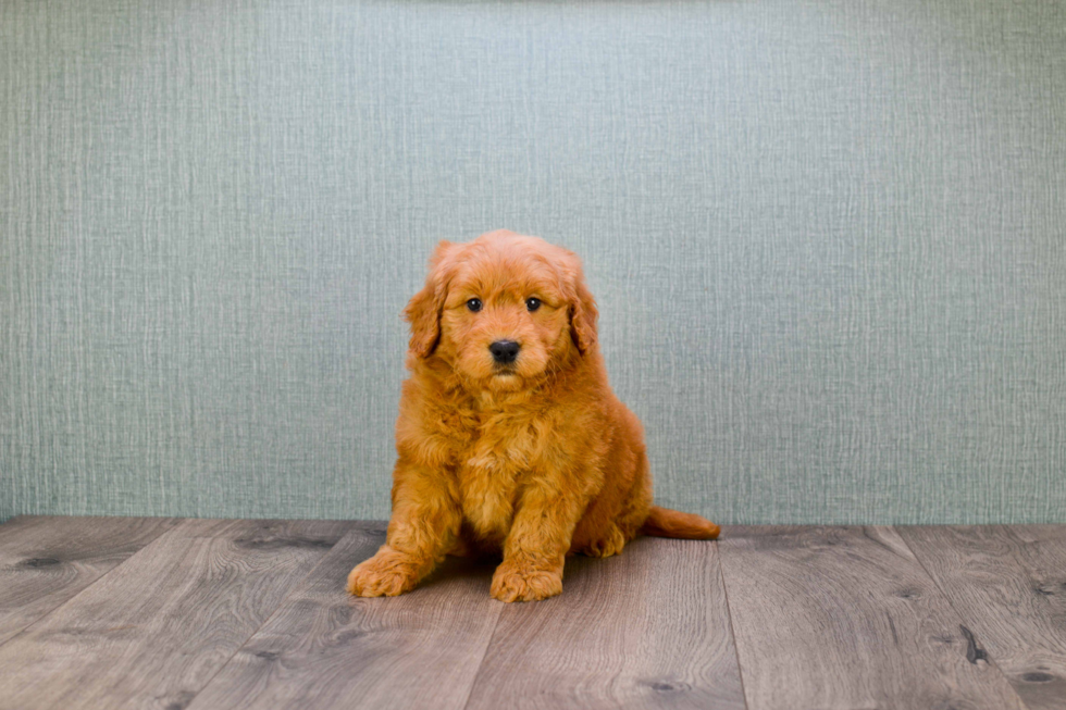 Friendly Mini Goldendoodle Baby