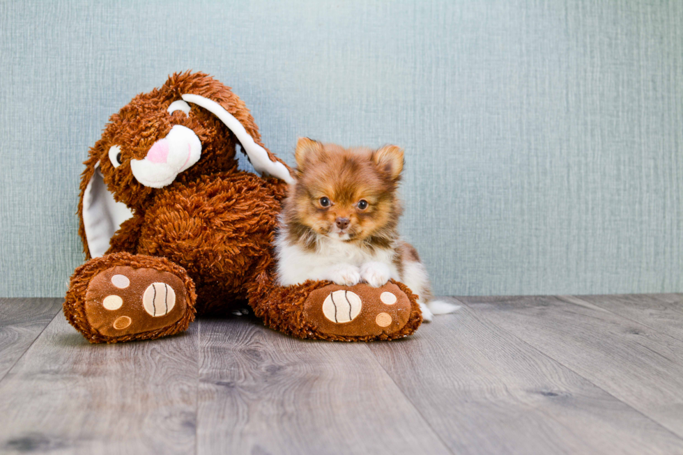 Akc Registered Pomeranian Baby