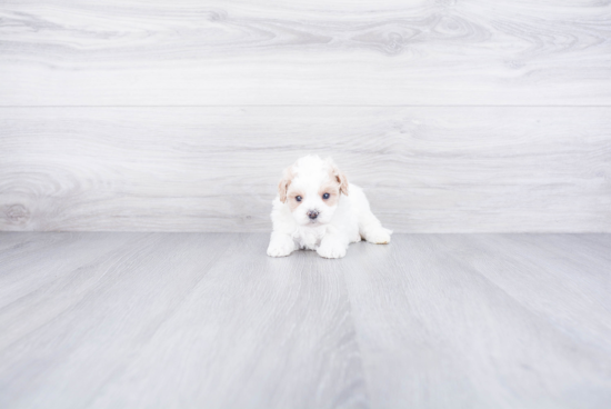 Maltipoo Puppy for Adoption